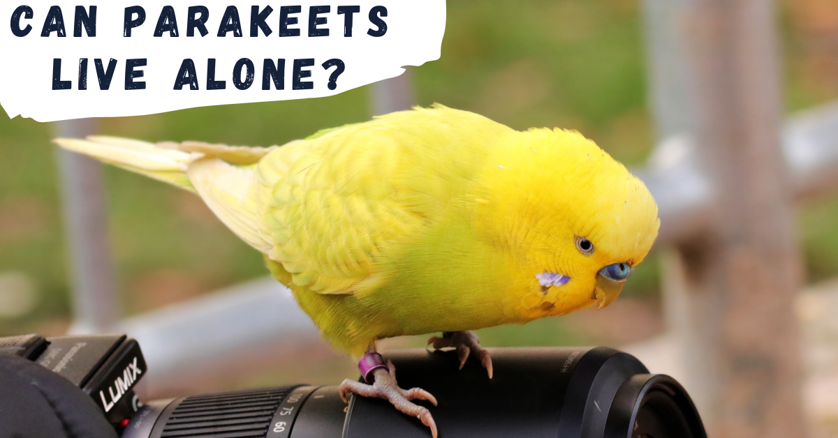 Can-parakeets-live-alone