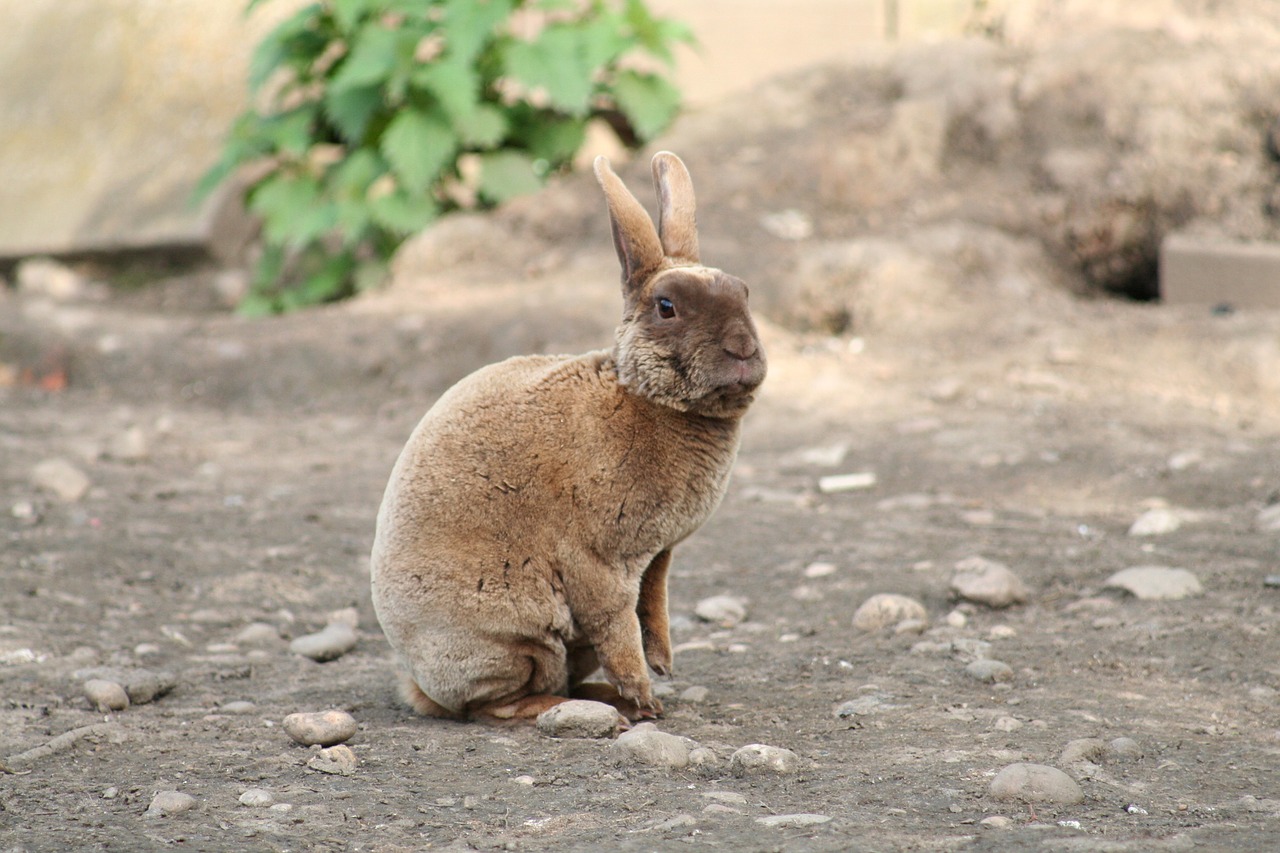 Can Rabbits Change Gender? (Honest Answer) - Petsmond