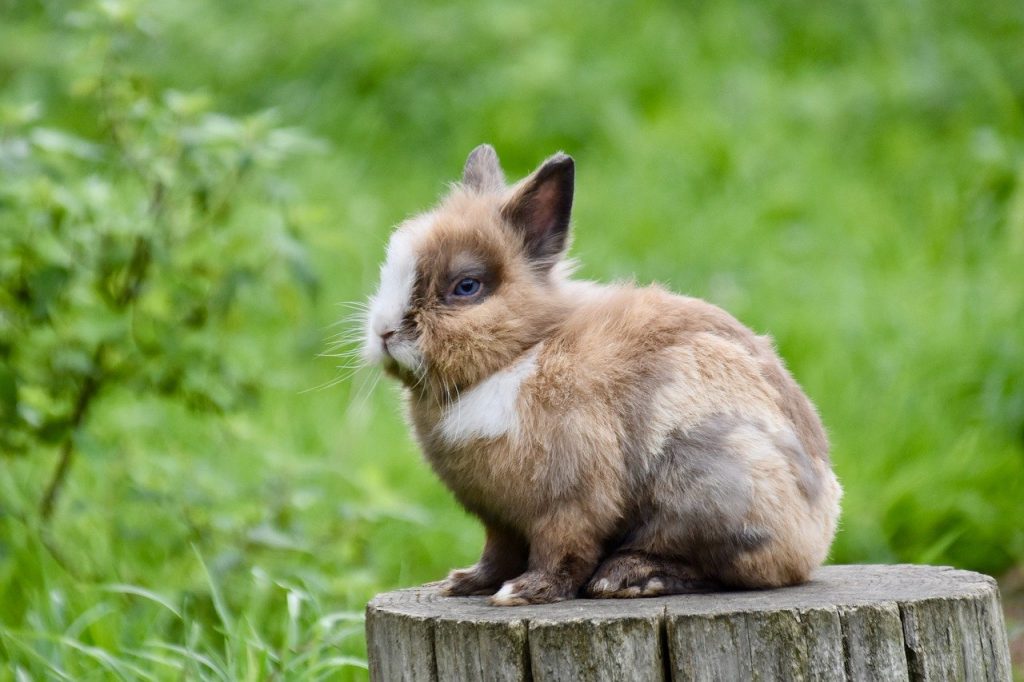 When-do-dwarf-rabbits-stop-growing