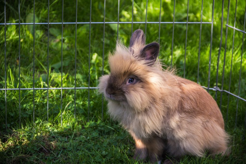 When-do-lionhead-rabbits-stop-growing