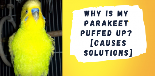 Why-is-my-parakeet-puffed-up