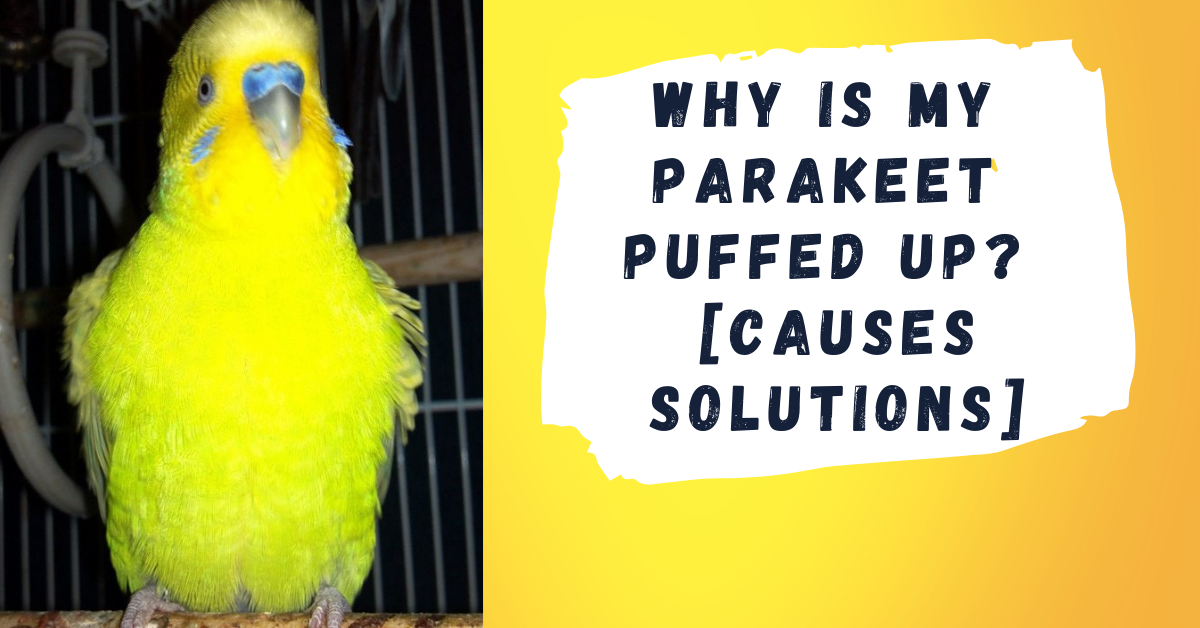 Why-is-my-parakeet-puffed-up