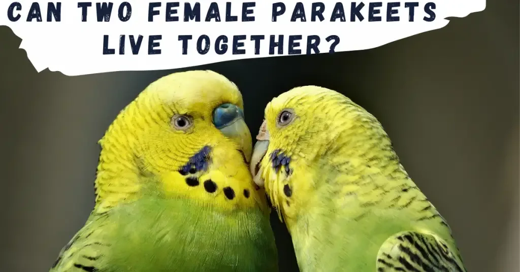 can-two-female-parakeets-live-together