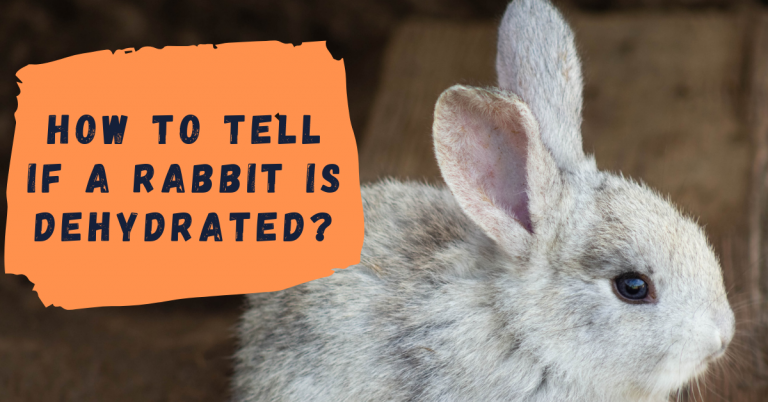How to tell if a rabbit is dehydrated? (Personally TESTED)
