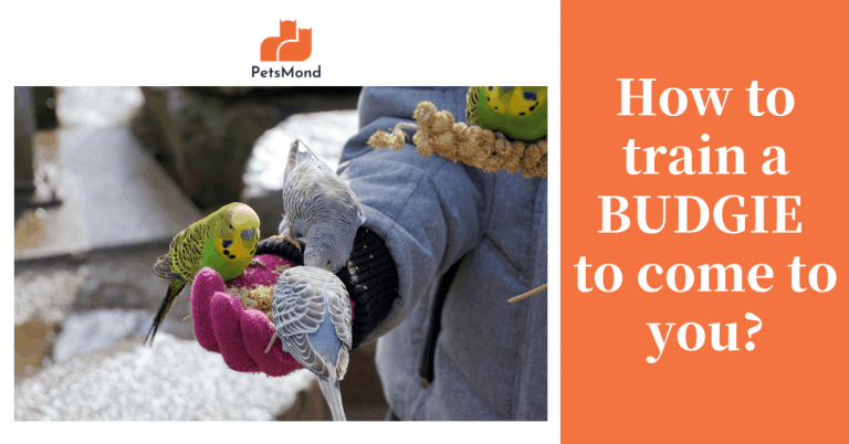 How to train a budgie to come to you? (It works!)