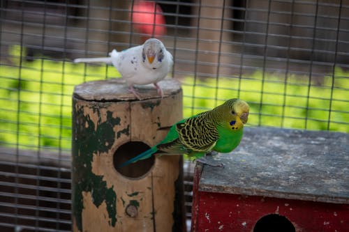 can-i-put-a-budgie-with-a-cockatiel