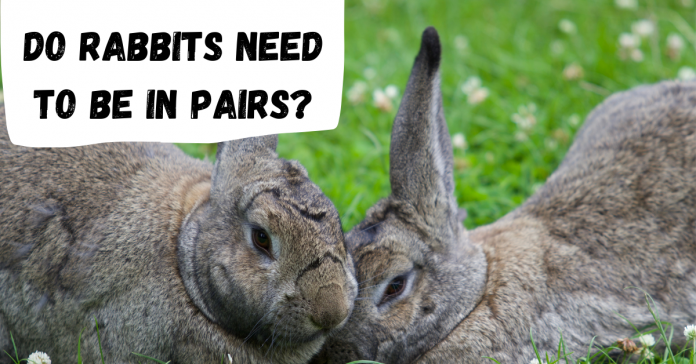 do-rabbits-need-to-be-in-pairs
