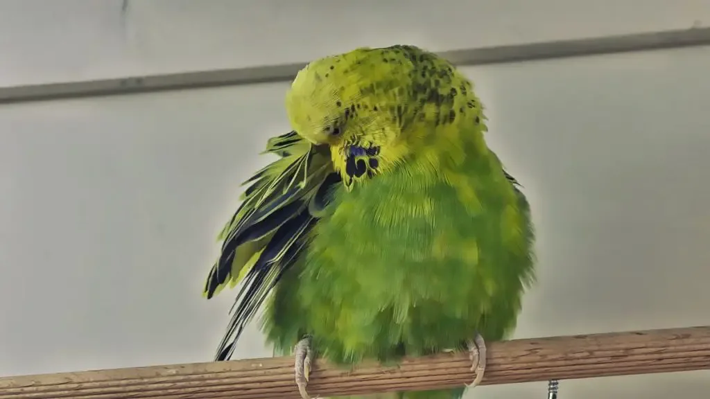 does molting make a parakeet sick