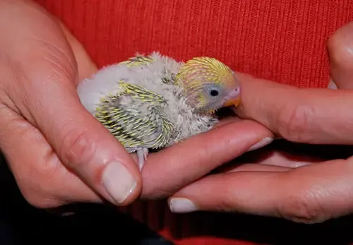 parakeet baby molting