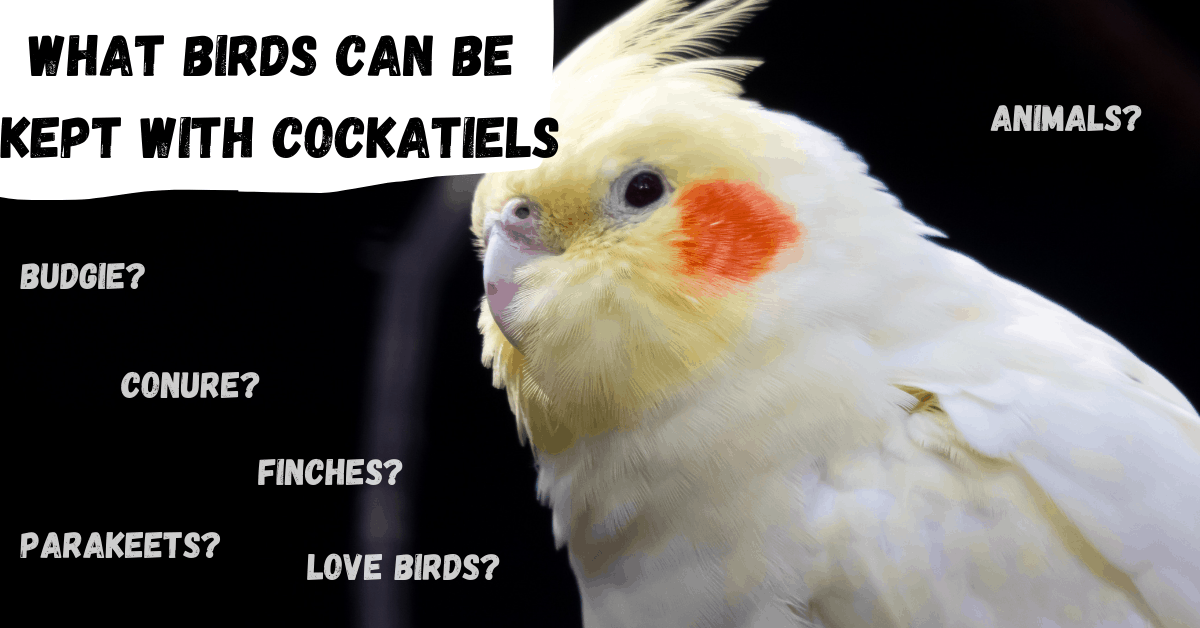 what-birds-can-be-kept-with-cockatiels-thumbnail