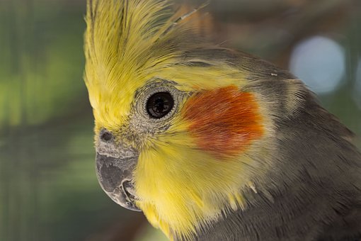 what birds can be kept with cockatiels