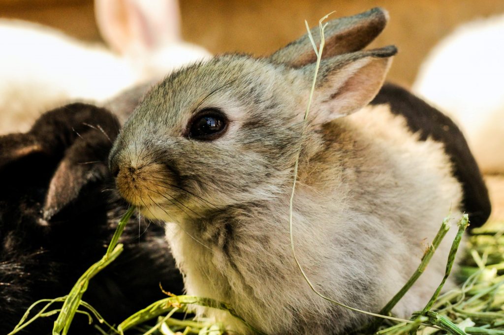 when to separate male and female rabbits