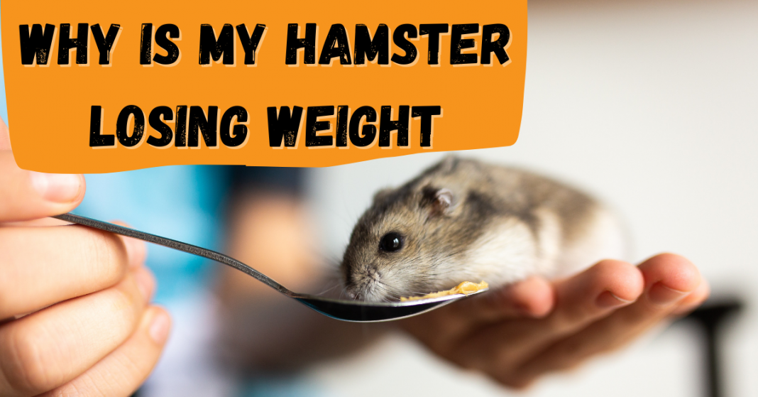 Why is my hamster losing weight? (No. 6 is important) Petsmond