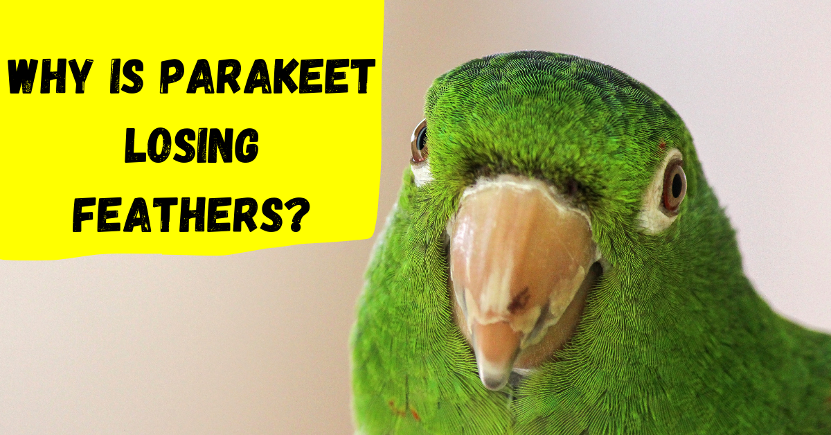 why-is-parakeet-losing-feathers