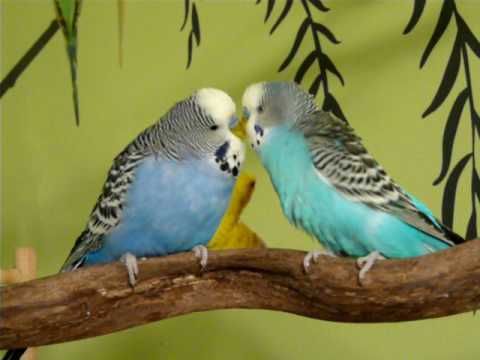 do budgies like to be kissed