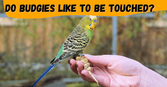 do budgies like to be touched