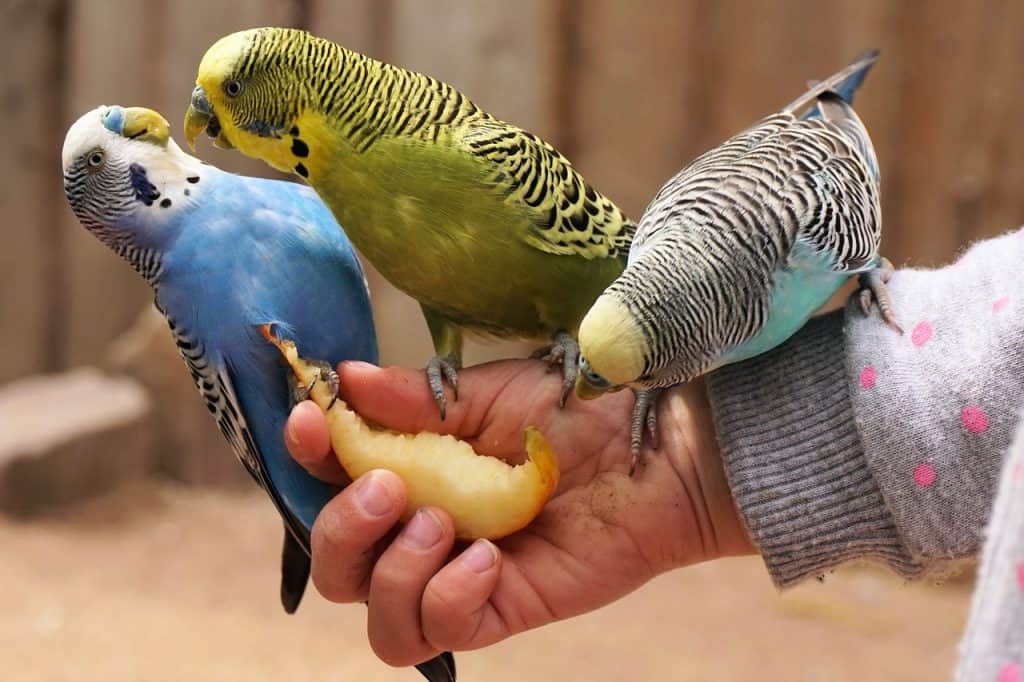 when to touch a budgie