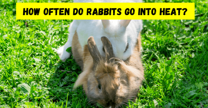How Often do rabbits go into heat