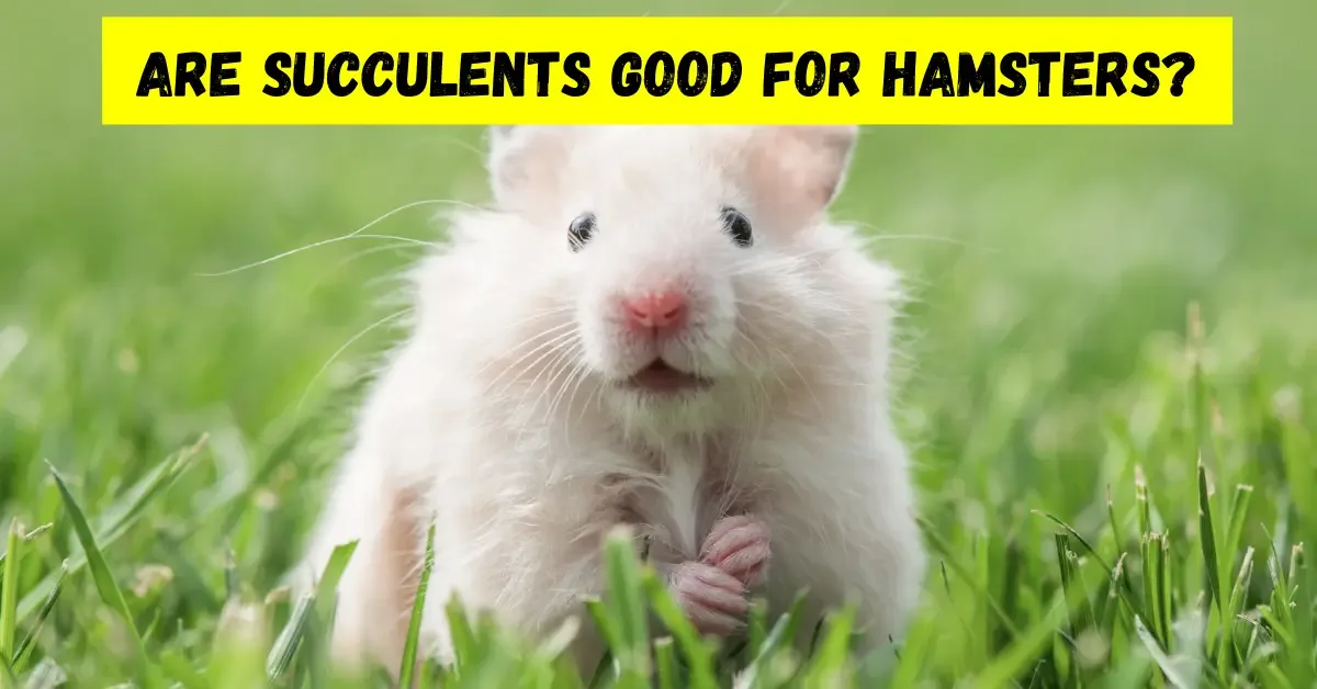 are-succulents-good-for-hamsters