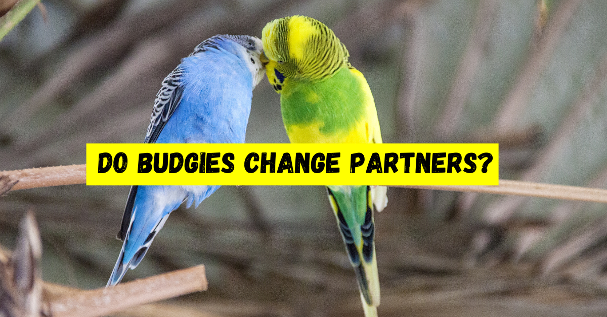 do-budgies-change-partners