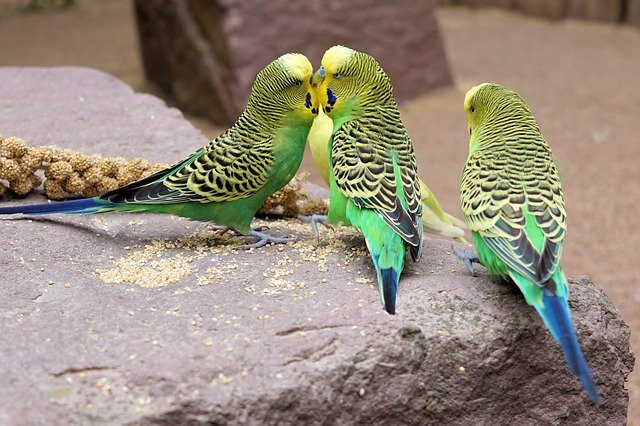 do budgies have multiple partners