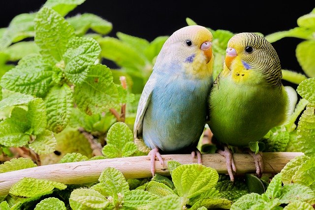 do budgies mate with siblings