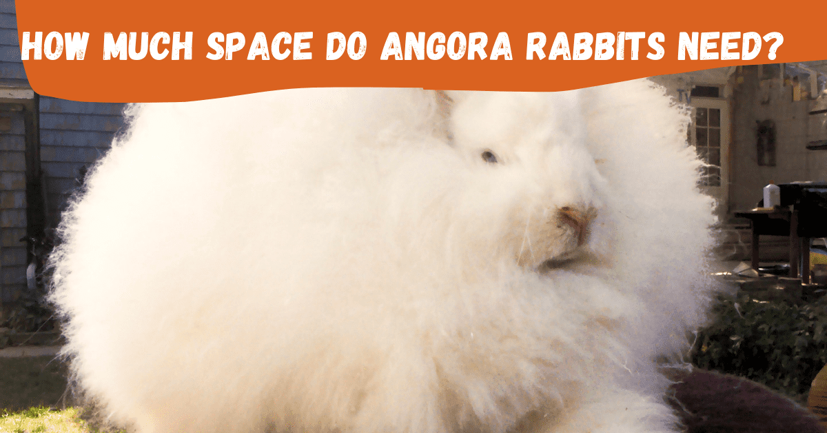 how-much-space-do-angora-rabbits-need
