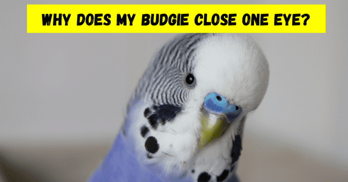 why-does-my-budgie-close-one-eye