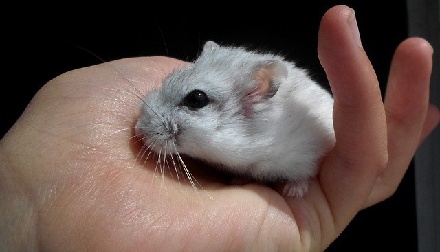 Can a dwarf hamster die from a fall