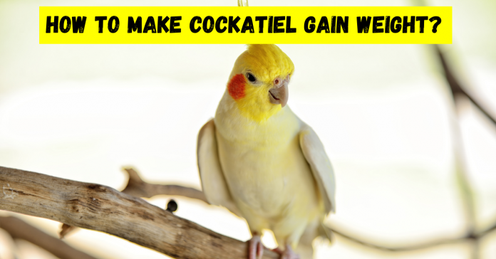 how to make cockatiel gain weight