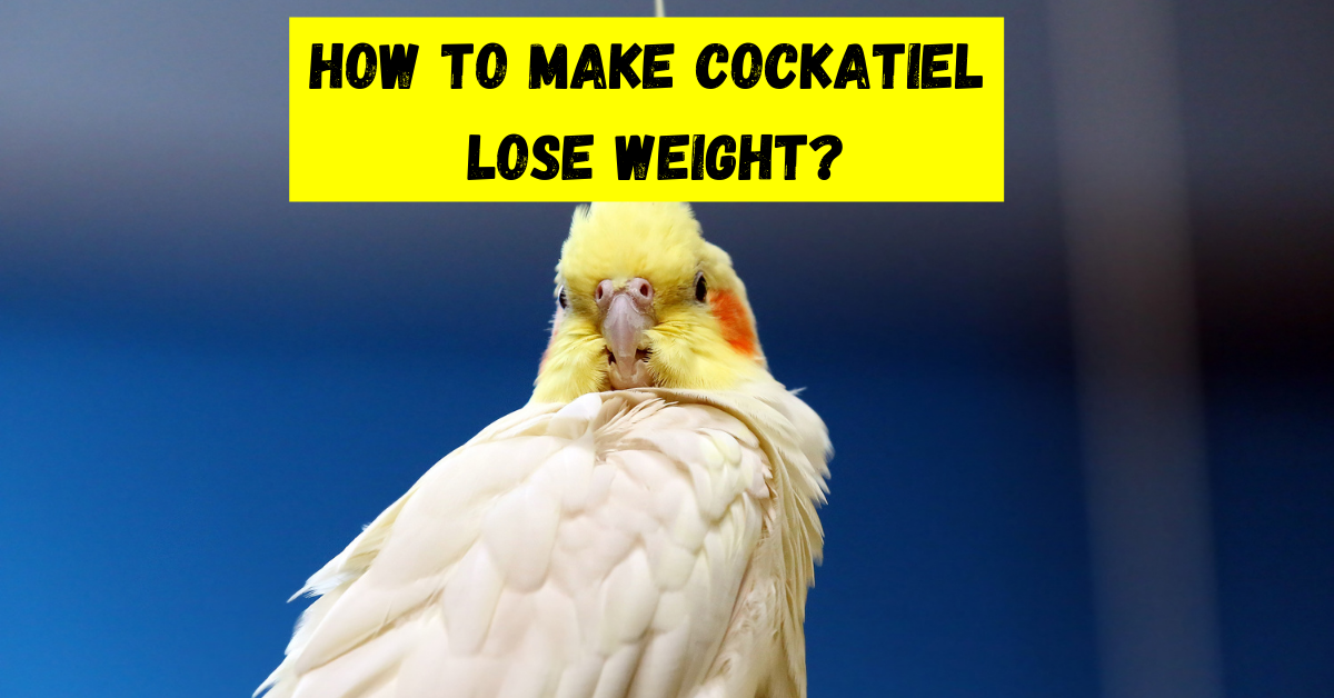 how to make cockatiel lose weight