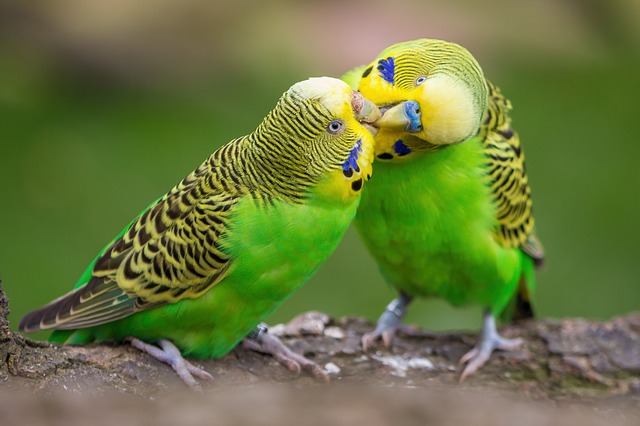 why are budgies pecking each other beaks