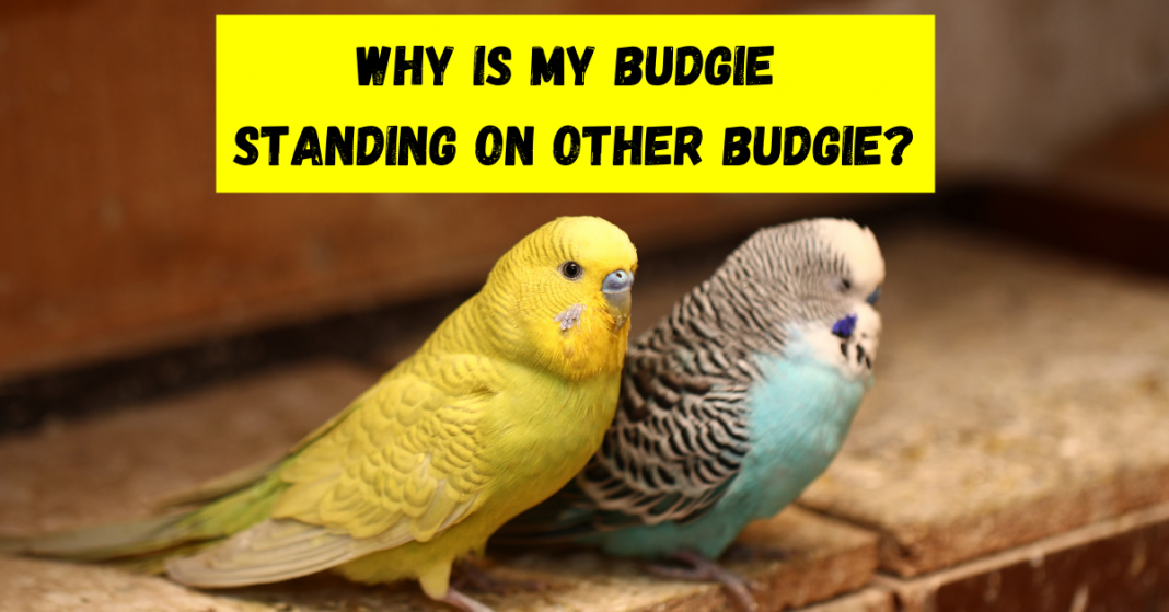 Why Is My Budgie Standing On Other Budgie? (How To Stop!) - Petsmond