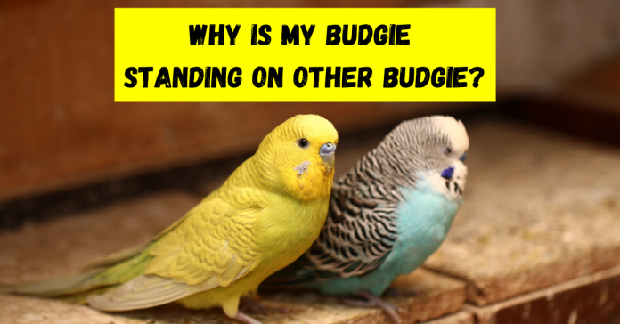 why is my budgie standing on other budgie