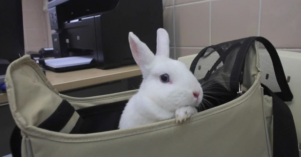 Can-I-carry-my-rabbit-in-a-bag