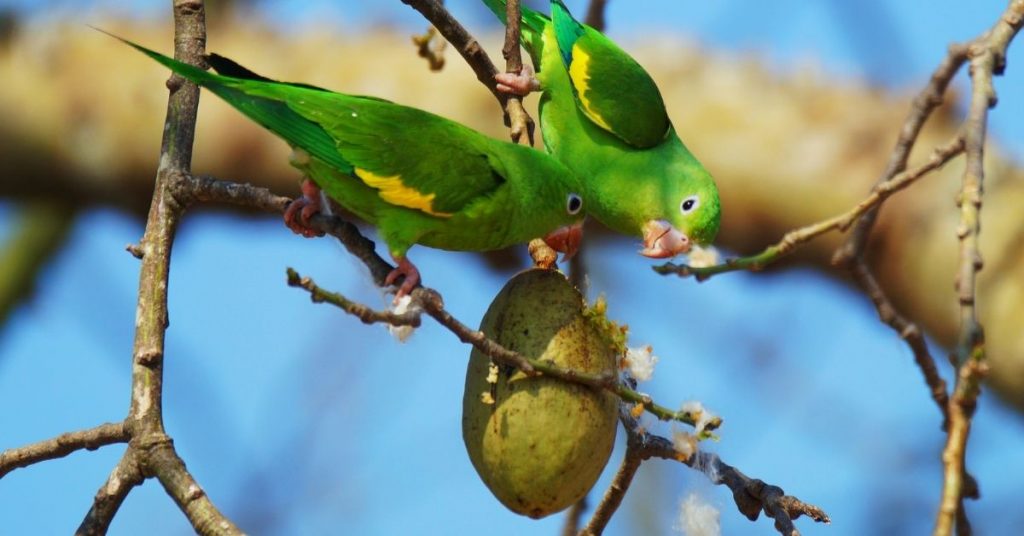 Can parakeets smell their food