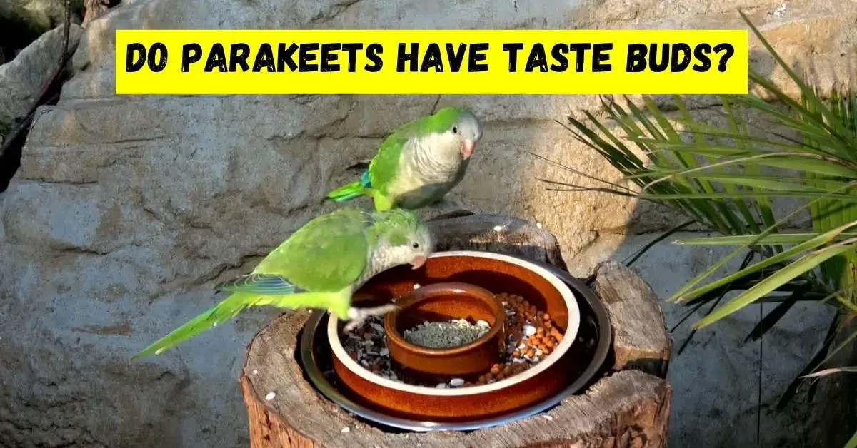 Do Parakeets Have Taste Buds