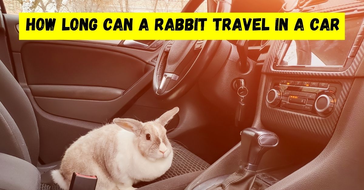How Long Can A Rabbit Travel In A Car