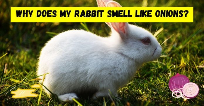 Why Does My Rabbit Smell Like Onions? (Easy Home Remedies)