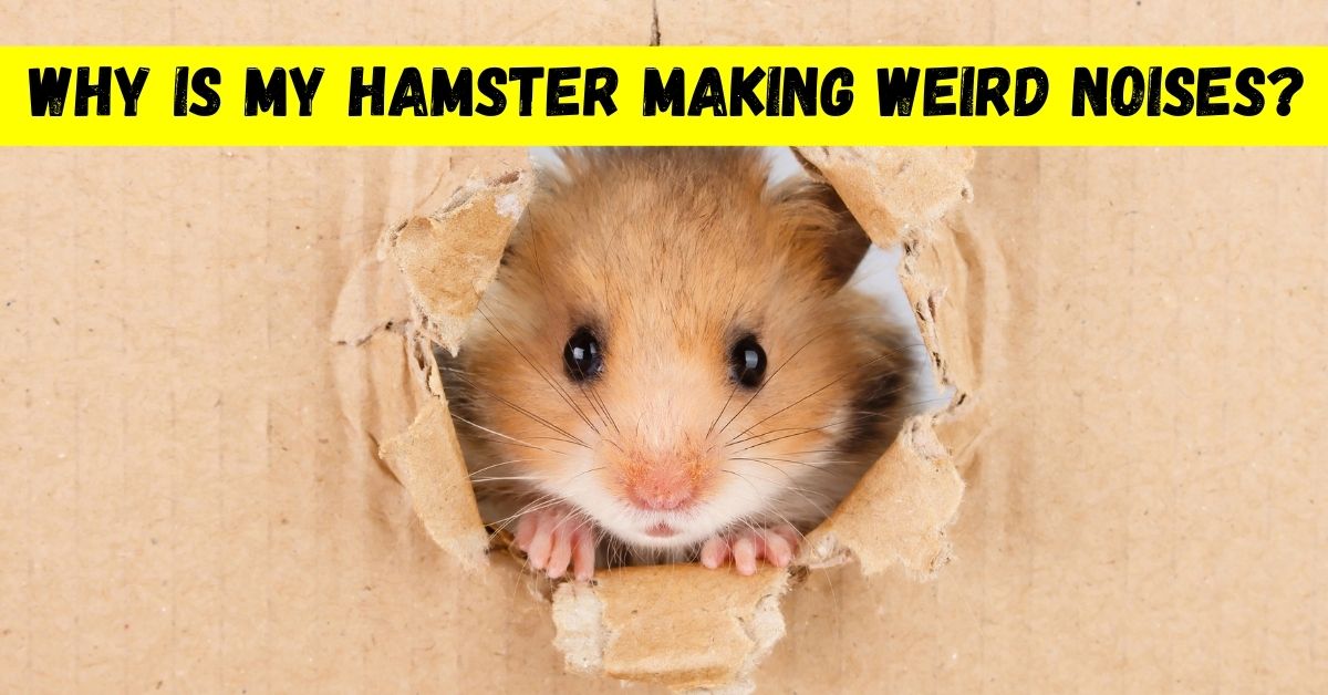 Why Is My Hamster Making Weird Noises? (When To Worry?)