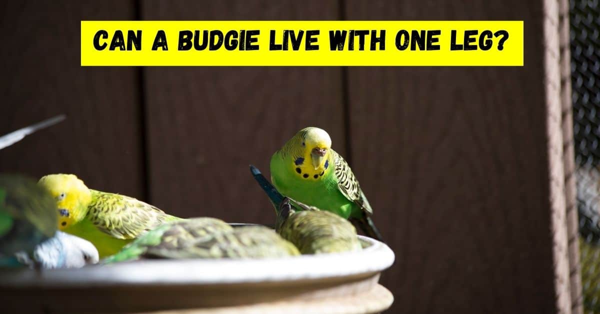 can a budgie live with one leg