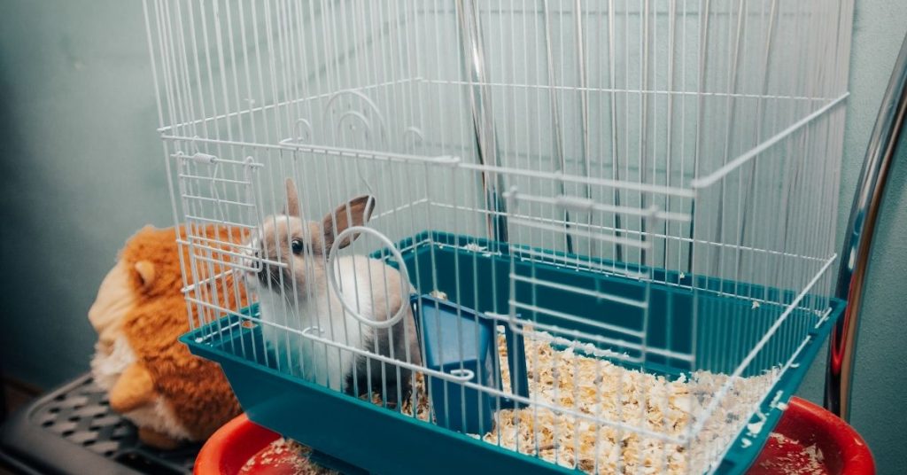 clean rabbit cage