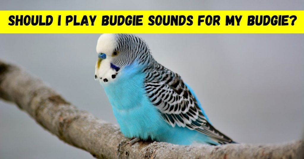 should i play budgie sounds for my budgie