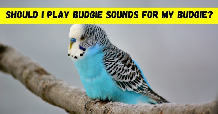 should i play budgie sounds for my budgie
