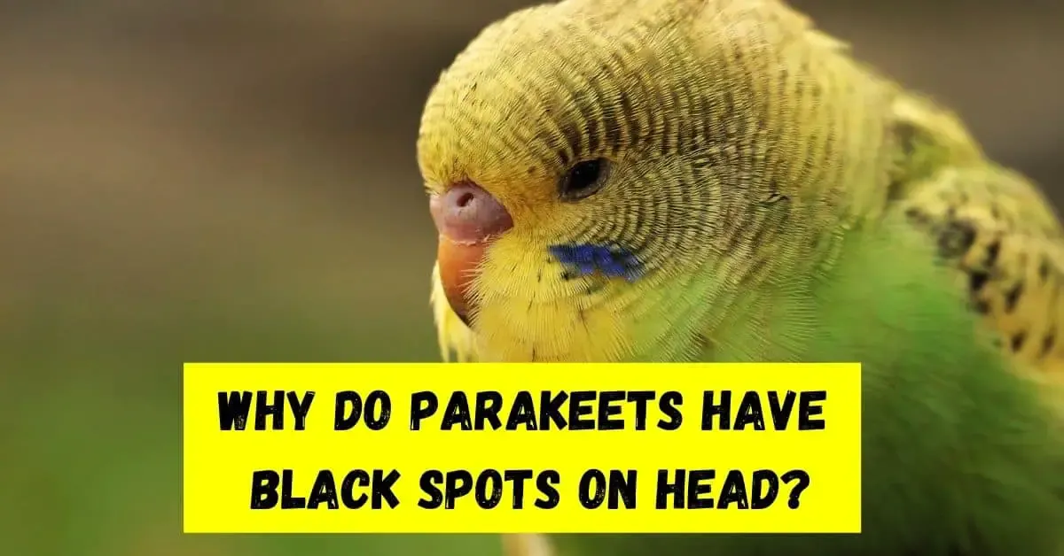 why do parakeets have black spots on head