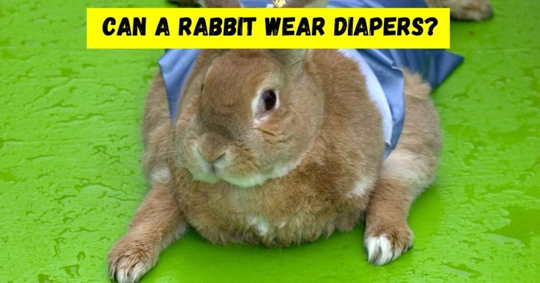 Can A Rabbit Wear Diapers? (Truth Revealed!)
