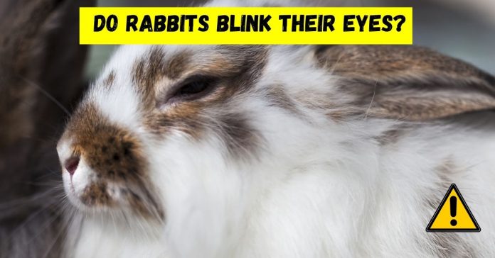 do rabbits blink their eyes