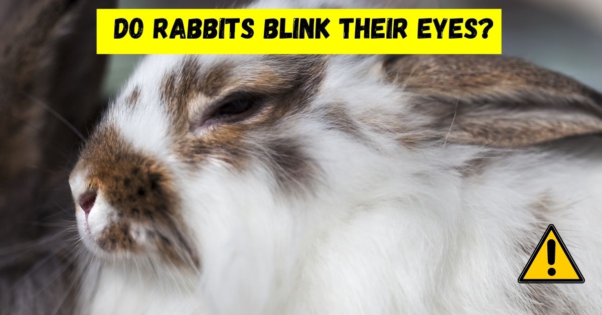 do rabbits blink their eyes