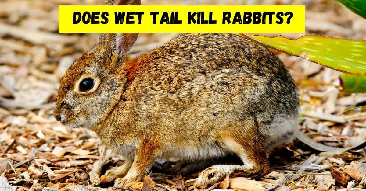 does wet tail kill rabbits