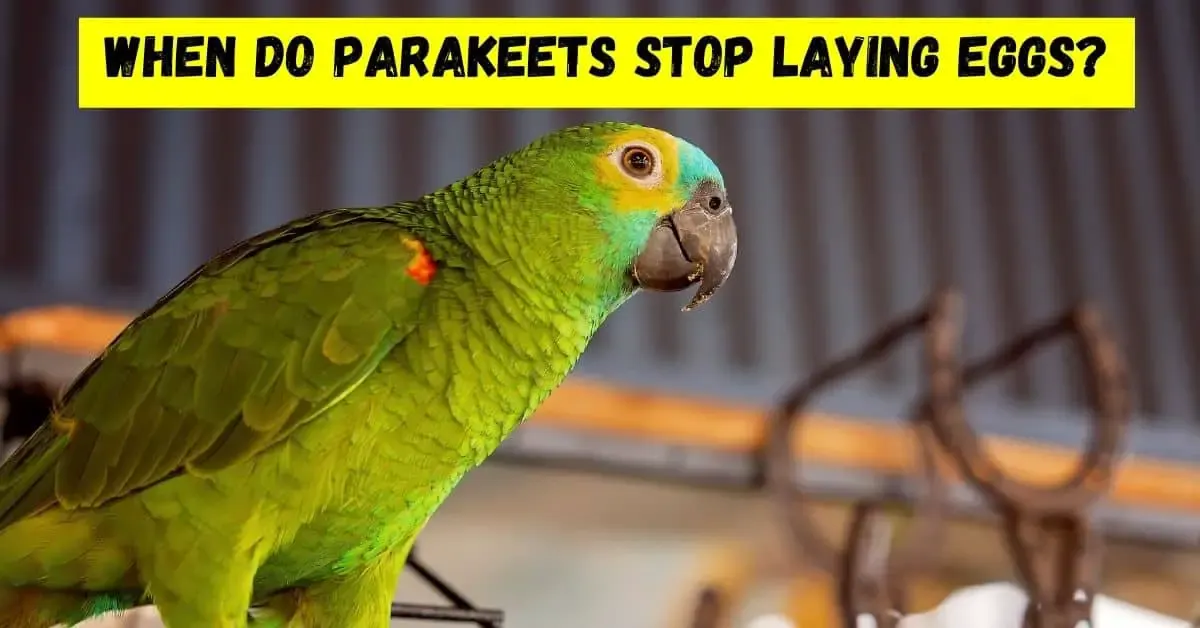 when do parakeets stop laying eggs
